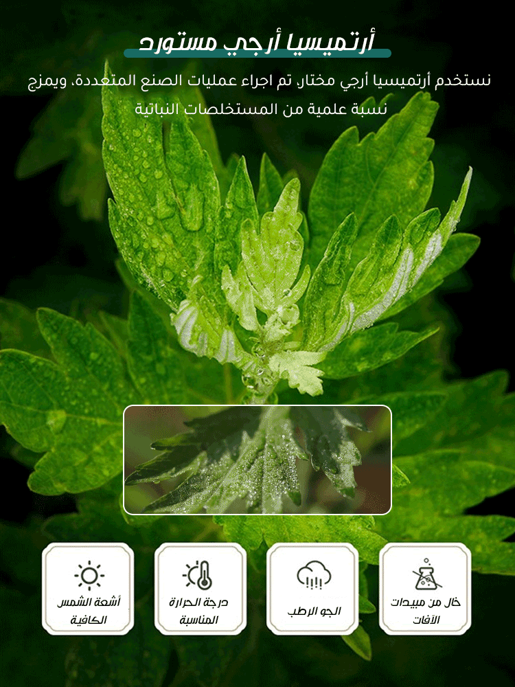 BE2973A | 【عشبة الشيح النقية لتخفيف الألم بشكل أكثر فعالية】لاصقة العناية بمفاصل الكتف -v4