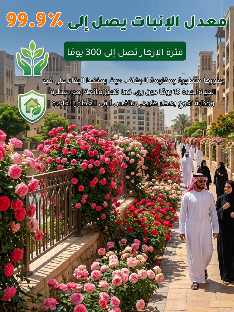 HM4219C | بذور ورد مزدوج البتلات تزهر طوال العام -v4