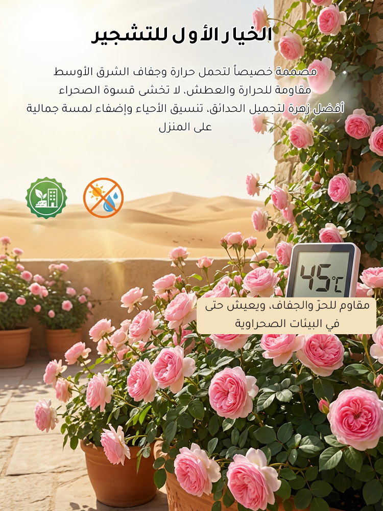 HM4219C | بذور ورد مزدوج البتلات تزهر طوال العام -v4